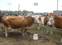 Lope te races Simental ne panair