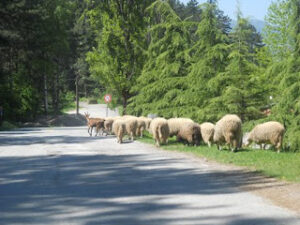 Te hoteli ushqehen bagetia e manastirit