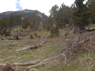 Wald 2 Demtim masiv i pyjeve te Kosoves (1)