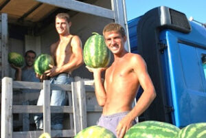 1 KPEP Bujq te rinj nga Gjakova ngarkojne kamione per eksport