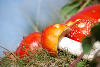 Amanita verna kerpudha me helmuese PREVALLE