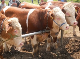 Panairi Gjedhe te races Simental