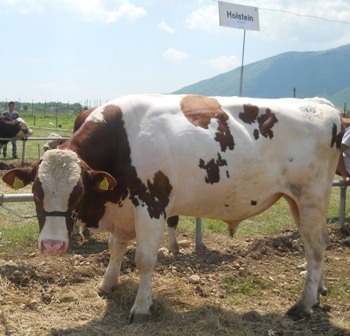 Panairi i Blegtorise