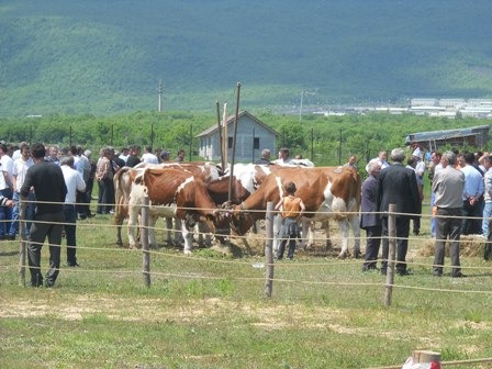 Panairi i blegtorise