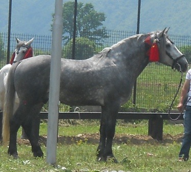 Panairi i blegtorise