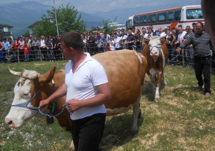 Panairi i blegtorise