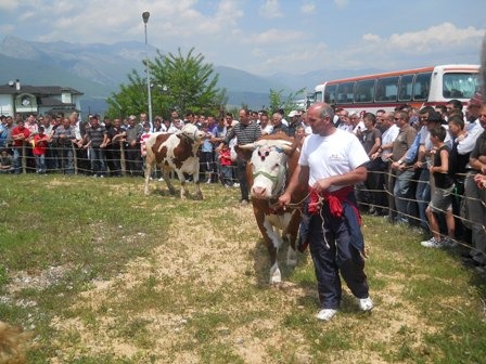 Panairi i blegtorise