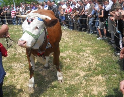 Panairi i blegtorise