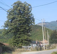 Nga gjamia ne gjirin e familjes per urime