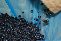 Boronica e Kosoves per tregun Gjerman,