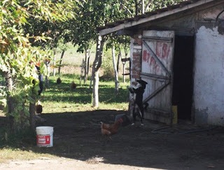 Oborri i gones Kryshec