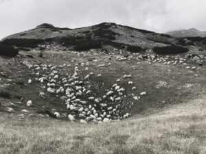 Bjeshka ku ka veru Miftar Zeqa dergoi Mustafe mehmetaj,