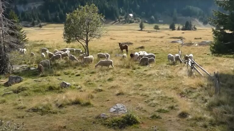 Reportazh BJESHKA E MOKNËS - Reportazh - AjetëBeqiraj.org