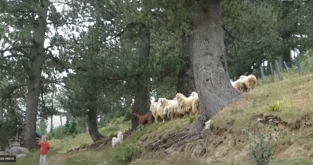 Cika e qeni Bjeshka e Strellcit