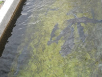 Hurdha te gryka e decanit