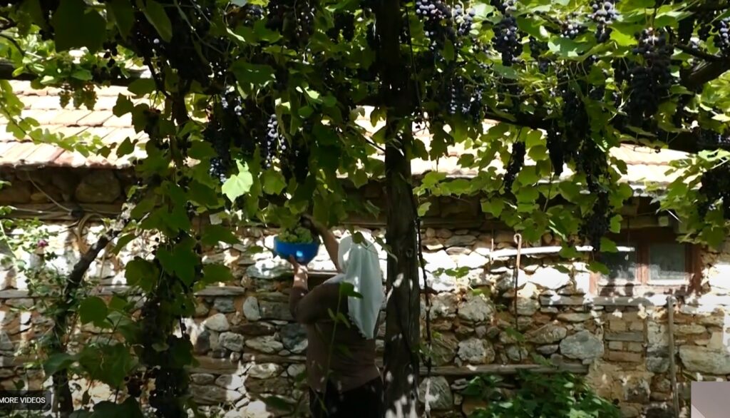 Dada Fatime ne vjeljen e rrushit