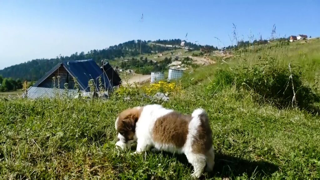 Sequence 11.00 17 18 03.Still063