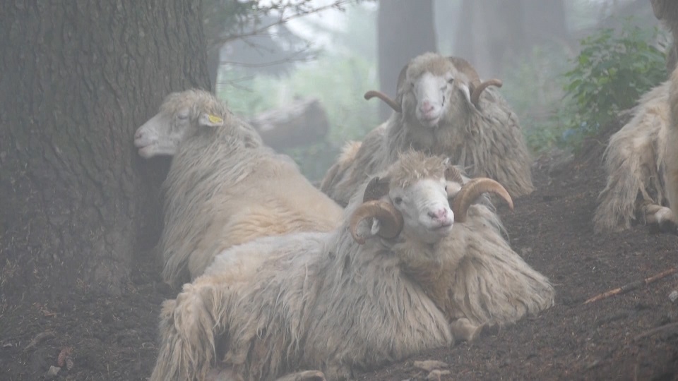 Desh ne Bjehsken e Lumabrdhit