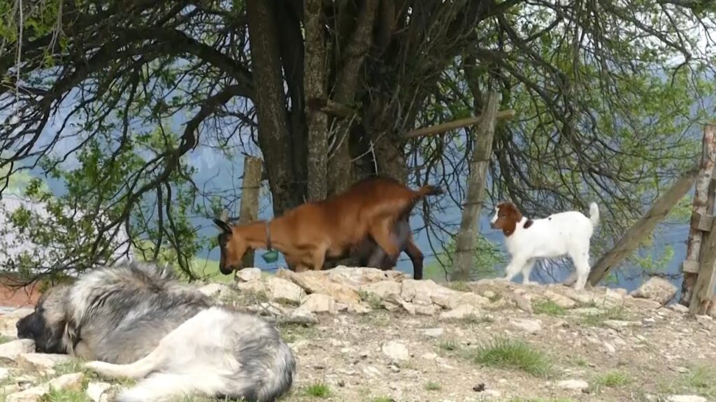 4 Bjeshket e Rugoves Shtupeqi i Vogel