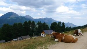 Bjeshka e prejlepit,