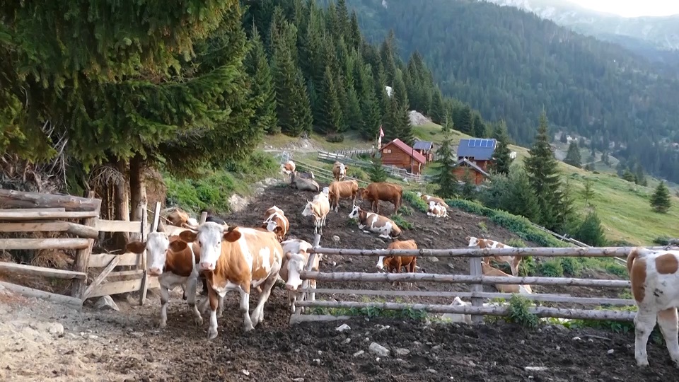 Bjeshket 2024.01 35 31 07.Still002