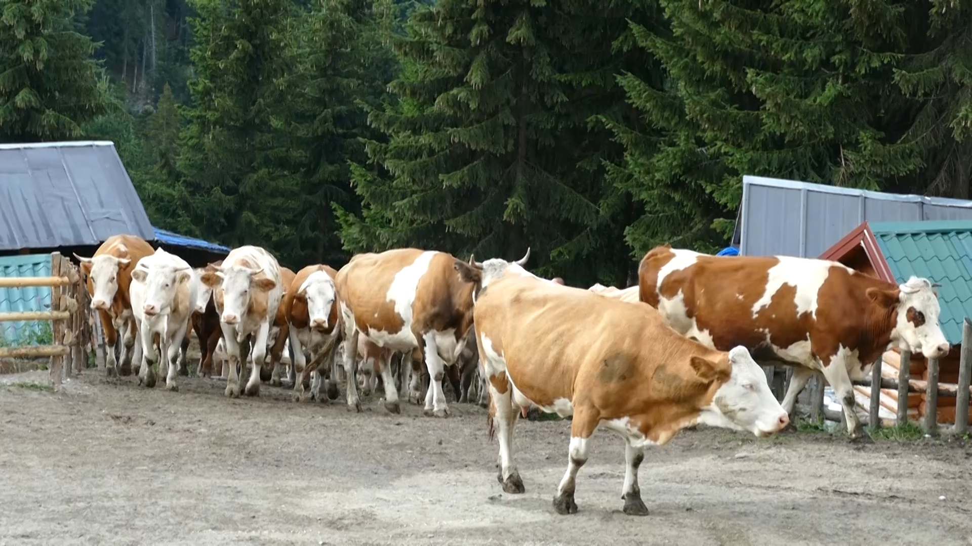 Bjeshket sekuenca.00 38 49 16.Still001