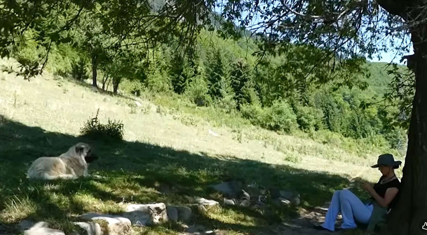 Jeta bjeshket e rugoves,