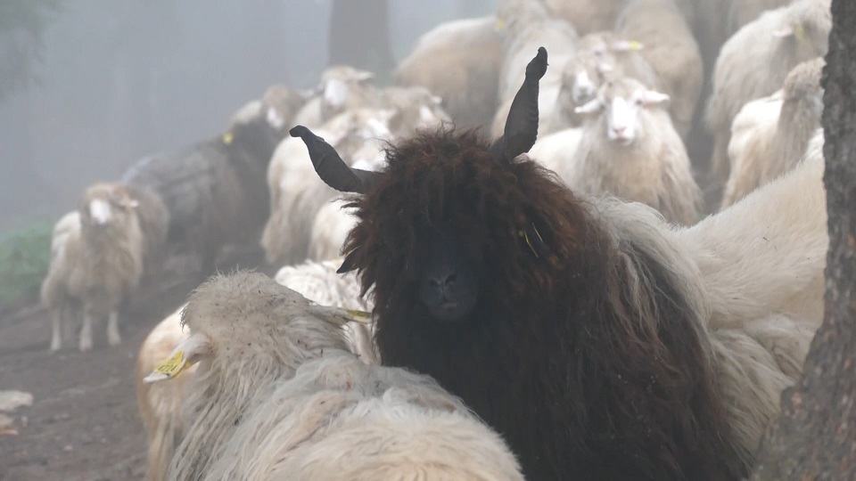 Ogiqi ne Bjeshken e Lumbardhit