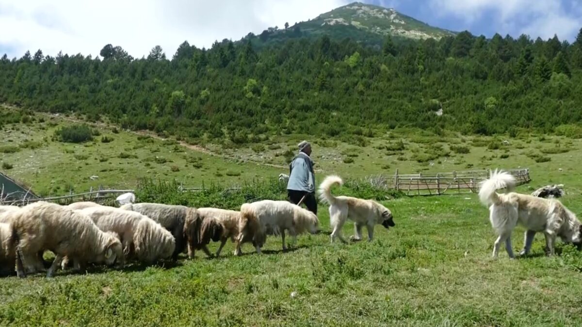 TEBANISHTA E SHALES Bjeshka e Strellcit 2020,fin